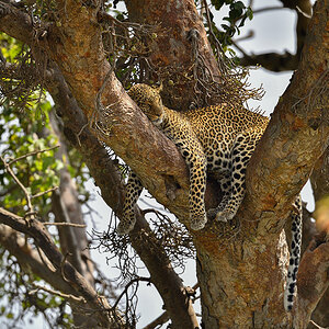 _5RG3646_20180725_111059_1057Masai Mara 2018-1200.jpg