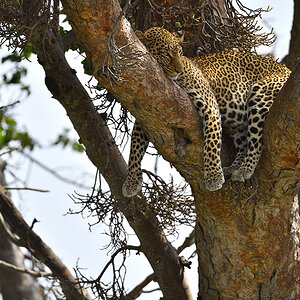 _5RG3670_20180725_111431_1059Masai Mara 2018.jpg