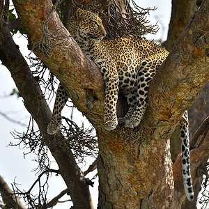 _5RG3685_20180725_111745_1060Masai Mara 2018.jpg