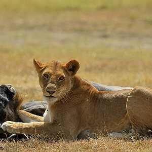 _5RG3745_20180725_112203_1061Masai Mara 2018.jpg