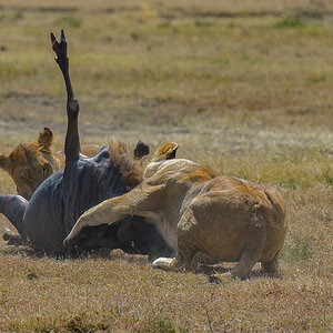 _85R3630_20180725_112320_1111Masai Mara 2018.jpg
