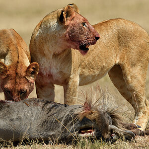 _5RG4729_20180725_114221_1067Masai Mara 2018.jpg