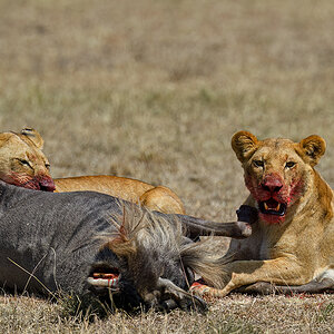 _5RG3949_20180725_112934_1065Masai Mara 2018.jpg