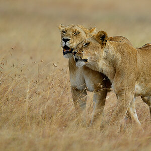 _5RG4818_20180725_165506_1068Masai Mara 2018.jpg