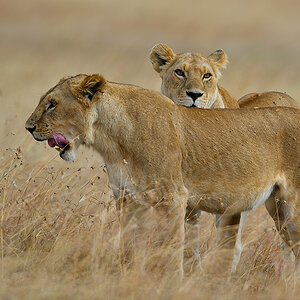 _5RG4826_20180725_165510_1069Masai Mara 2018.jpg