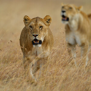 _5RG4872_20180725_165522_1071Masai Mara 2018.jpg
