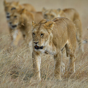 _5RG4924_20180725_165551_1072Masai Mara 2018.jpg