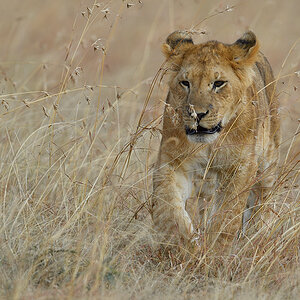 _5RG4969_20180725_165647_1076Masai Mara 2018.jpg