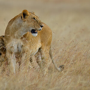 _5RG5030_20180725_165725_1078Masai Mara 2018.jpg