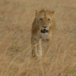 _85R3765_20180725_165656_1120Masai Mara 2018.jpg