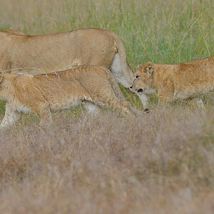 _85R3941_20180725_171150_1125Masai Mara 2018.jpg