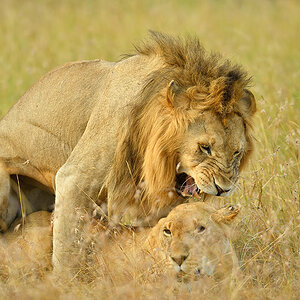 _5RG5445_20180725_175147_1082Masai Mara 2018.jpg