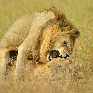 _5RG5468_20180725_175151_1083Masai Mara 2018.jpg