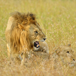 _5RG5492_20180725_175156_1089Masai Mara 2018.jpg
