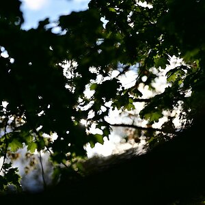 Plena-Schatten-Bokeh.jpg