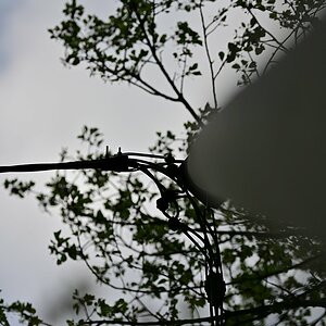 Plena_Äste-Bokeh5.jpg