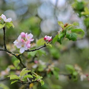Plena_Äste-Bokeh4.jpg