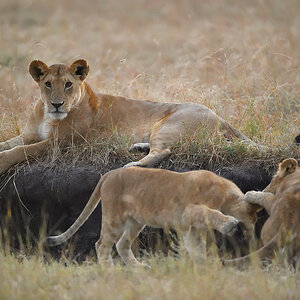 _5RG5905_20180726_063457_2572Masai Mara 2018_3421Masai Mara 2018.jpg