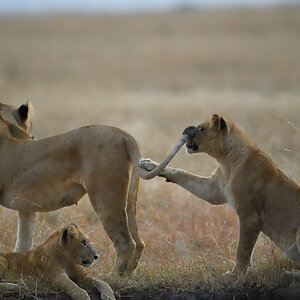 _5RG5937_20180726_063700_2575Masai Mara 2018_3424Masai Mara 2018.jpg
