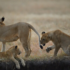 _5RG5941_20180726_063703_2576Masai Mara 2018_3425Masai Mara 2018.jpg