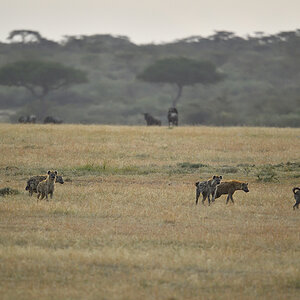 _5RG6174_20180726_065249_2596Masai Mara 2018_3445Masai Mara 2018.jpg