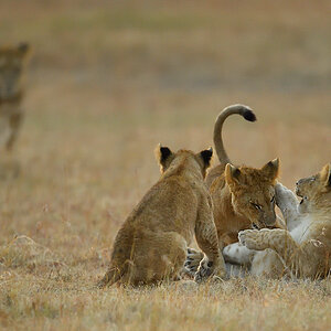 _5RG6236_20180726_065335_2606Masai Mara 2018_3455Masai Mara 2018.jpg