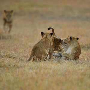 _5RG6237_20180726_065336_2607Masai Mara 2018_3456Masai Mara 2018.jpg
