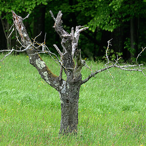 Baum.jpg