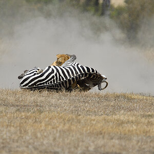 _5RG7145_20180726_121701_2846Masai Mara 2018_3695Masai Mara 2018.jpg