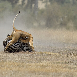 _5RG7190_20180726_121705_2891Masai Mara 2018_3740Masai Mara 2018.jpg
