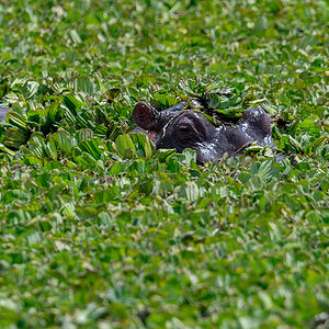 _R056092_20180726_123530_3034Masai Mara 2018_3913Masai Mara 2018.jpg