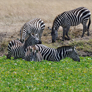 _R056323_20180726_125853_3046Masai Mara 2018_3925Masai Mara 2018.jpg
