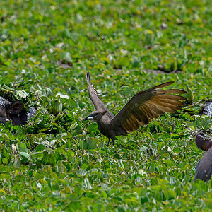 _R056536_20180726_130645_3058Masai Mara 2018_3937Masai Mara 2018.jpg