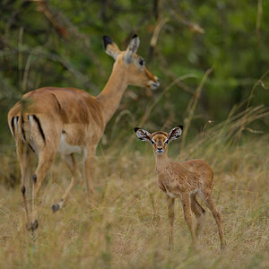_85R4443_20180726_164104_3099Masai Mara 2018_3887Masai Mara 2018.jpg