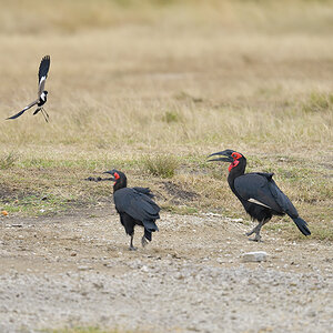 _85R4612_20180726_171043_3106Masai Mara 2018_3894Masai Mara 2018.jpg
