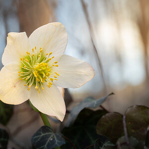 Frühlingsblumen-002.jpg