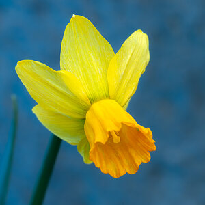 Frühlingsblumen-005.jpg