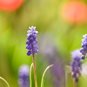 Frühlingsblumen-006.jpg
