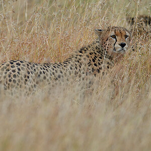 _5RG7698_20180727_081403_3996Masai Mara 2018.jpg