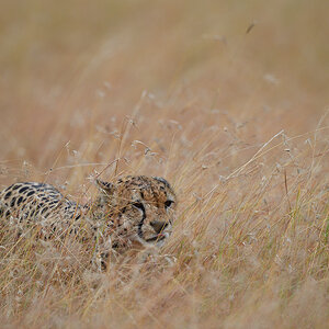 _5RG7719_20180727_081718_3998Masai Mara 2018.jpg