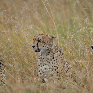 _5RG7734_20180727_085954_4001Masai Mara 2018.jpg