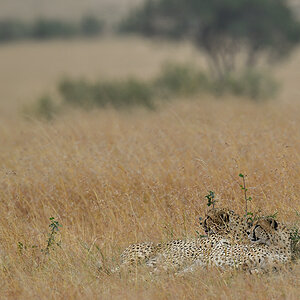 _5RG7736_20180727_090556_4003Masai Mara 2018.jpg
