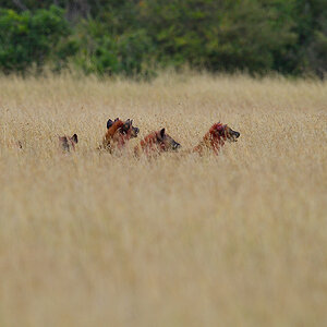 _5RG7778_20180727_091242_4005Masai Mara 2018.jpg