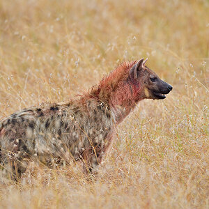 _5RG7838_20180727_093949_4009Masai Mara 2018.jpg