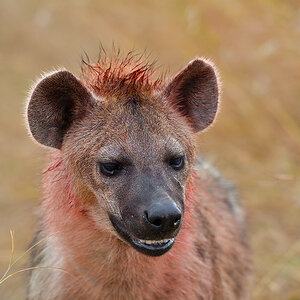 _5RG7862_20180727_094043_4010Masai Mara 2018.jpg