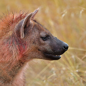 _5RG7887_20180727_094051_4013Masai Mara 2018.jpg