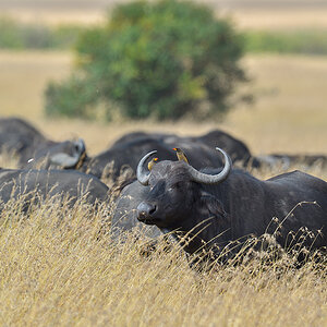 _5RG7918_20180727_100312_4015Masai Mara 2018.jpg