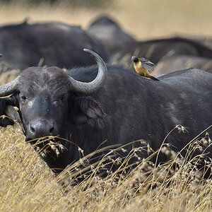 _5RG7926_20180727_100339_4016Masai Mara 2018.jpg
