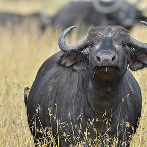 _5RG7931_20180727_100432_4018Masai Mara 2018.jpg
