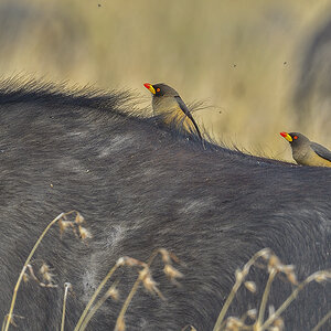_5RG7933_20180727_100446_4019Masai Mara 2018.jpg